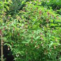 Leycesteria formosa